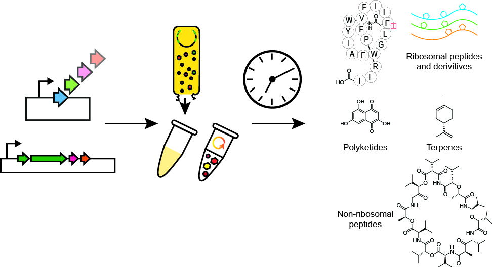 cell-free biosynthesis image